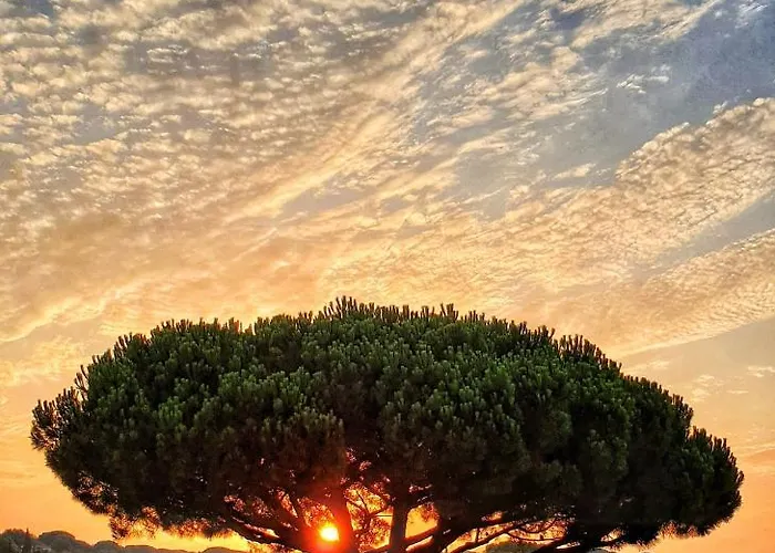 Alba